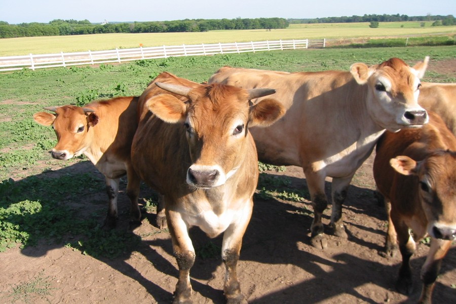 ../image/june steers 7.jpg